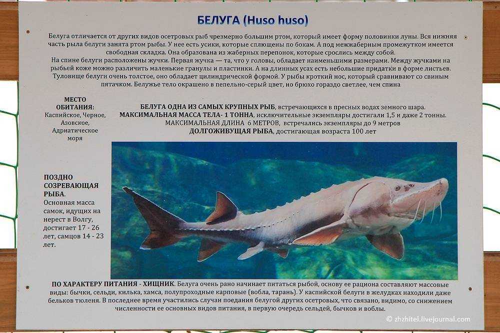 Рыба белуга: значение и искусственное разведение