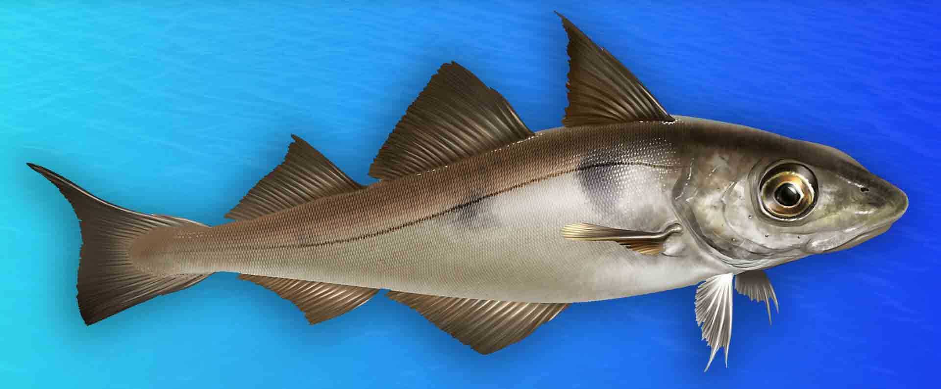 Пикша🐟 что за рыба, полезные свойства и вред для организма
