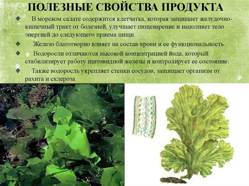 Виды водорослей, их польза для человека и применение