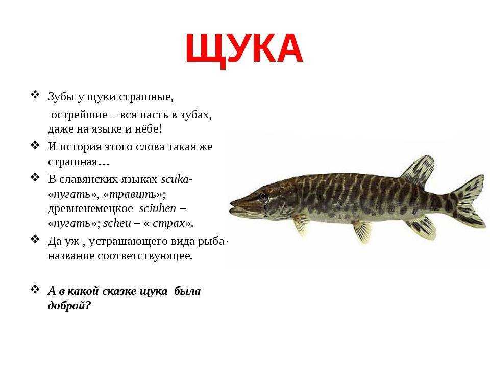 Щука
