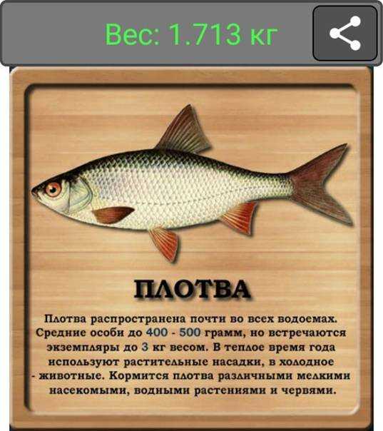 Плотва (рыба). фото и описание. видео | все о плотве