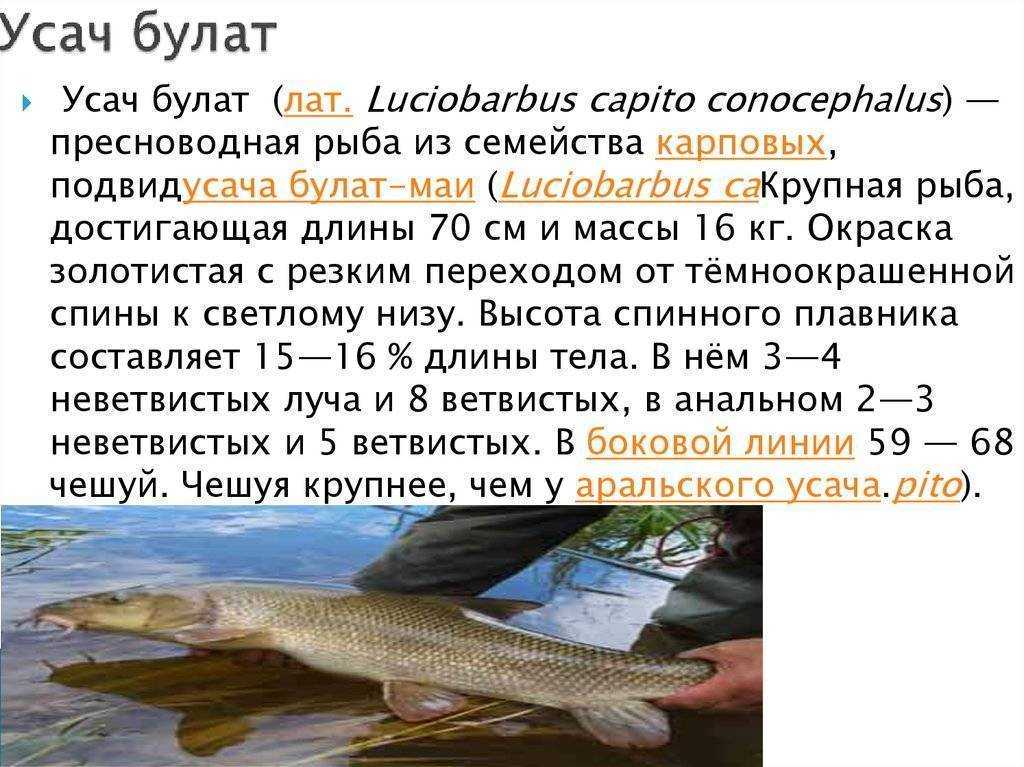 Классификация рыб - рыбоводство | собственник