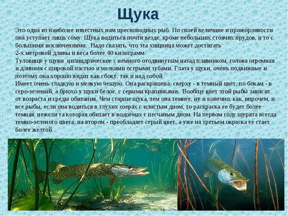 Щука: чем питается, где живет, как размножается, фото, видео