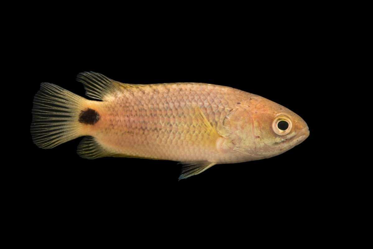 Анабас (рыба-ползун) 🐠: все об аквариумных рыбках, кормление, уход, разведение