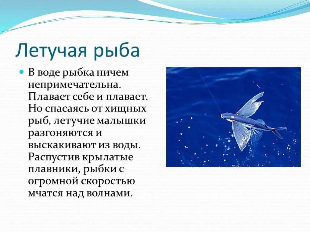 Как выглядят летающие рыбы и имеют ли они крылья Какую скорость способны развивать обитатели океана в полете