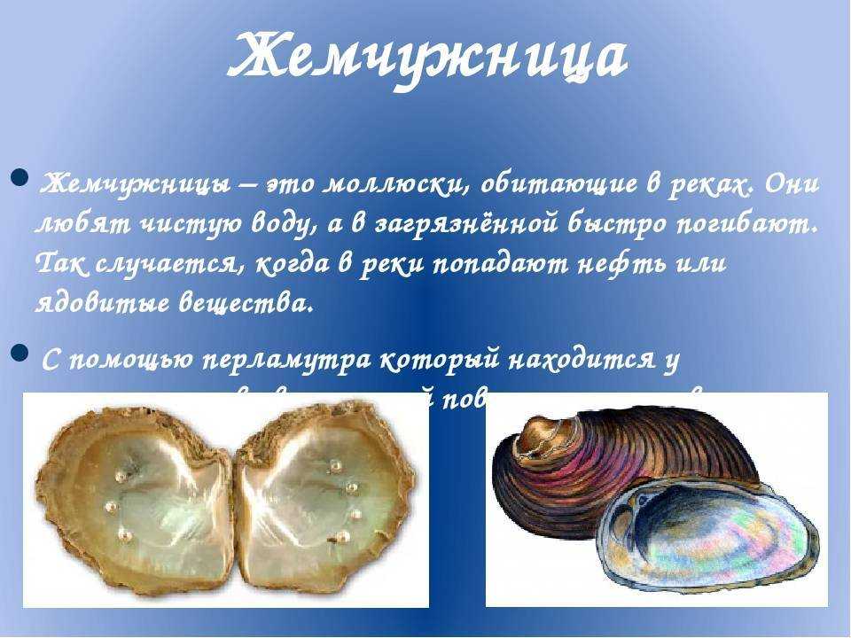 Класс двустворчатые: характеристика, системы органов, размножение