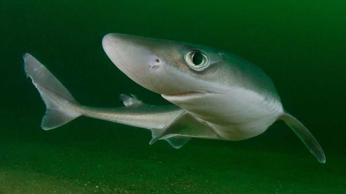 Какие акулы водятся в Черном море и как избежать встречи с ними: полезные советы для туристов Насколько опасны черноморские обитатели для человека
