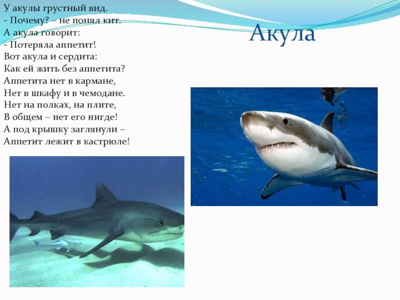 Акула нянька. образ жизни и среда обитания акулы няньки