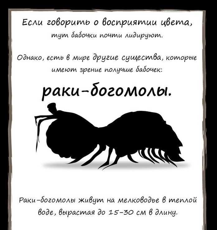 Все о раках. породы, разведение, как выглядят и как долго растут.