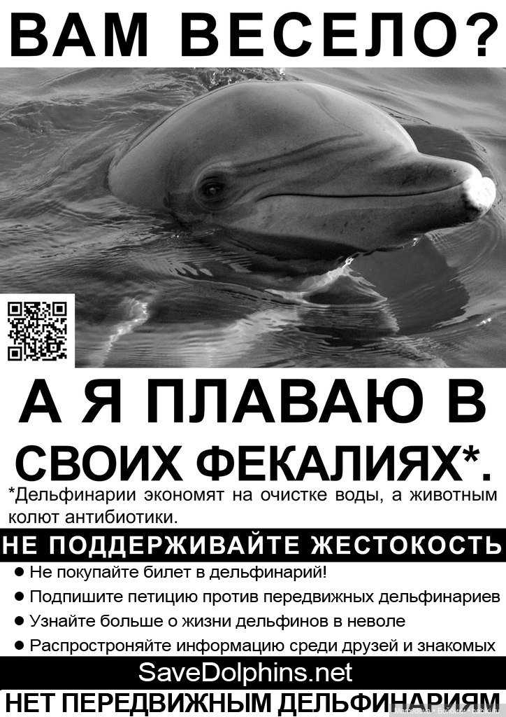 Как содержатся дельфины в неволи, особенности их мышления и изменения поведения при таком содержании Дрессировка и основные причины отказа некоторых стран от дельфинариев