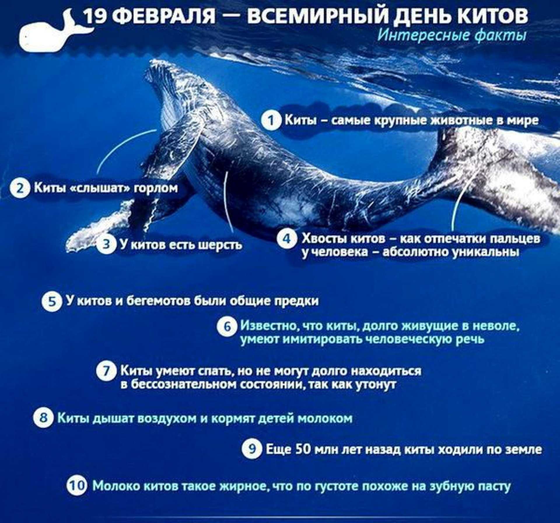 Финвал (северный финвал, сельдяной кит)