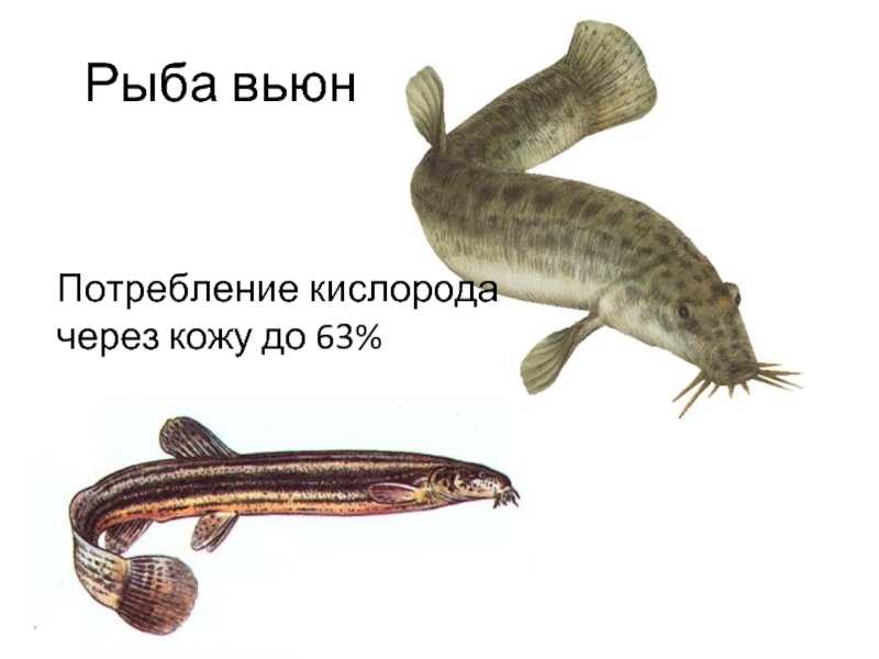 Ловля вьюна: весной, летом, зимой. ловля вьюна на корзину