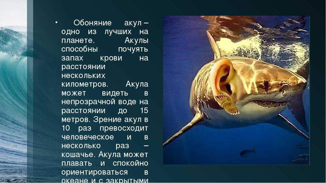 Какие цвета не различают рыбы: исследование визуальных способностей морских обитателей