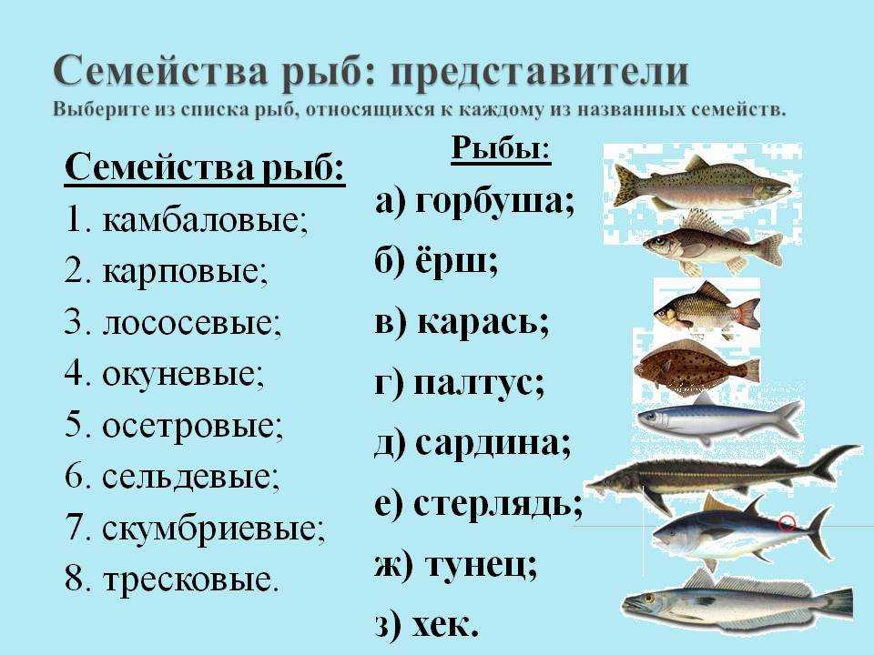 Рыбы без чешуи. названия описания и виды рыб без чешуи | животный мир
