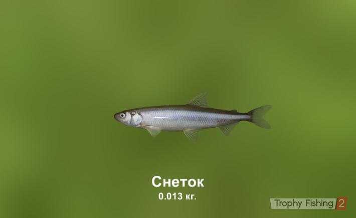Снеток