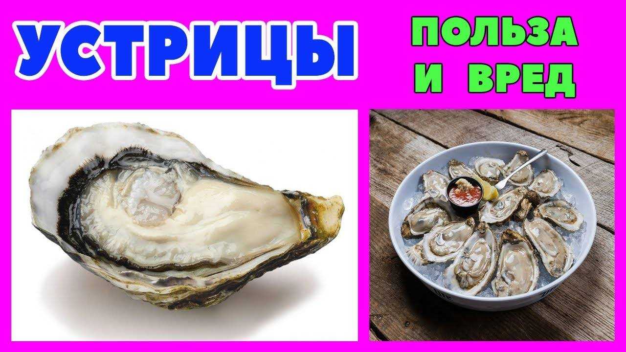 Устрицы | virtual laboratory wiki | fandom