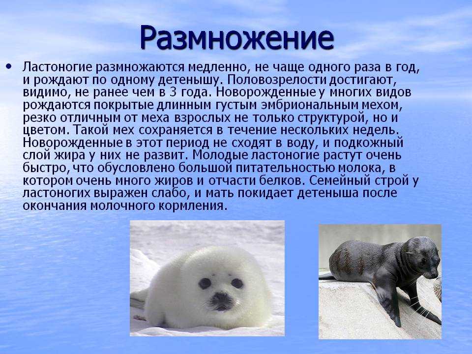 Тюлень животное. описание, особенности, виды, образ жизни и среда обитания тюленя