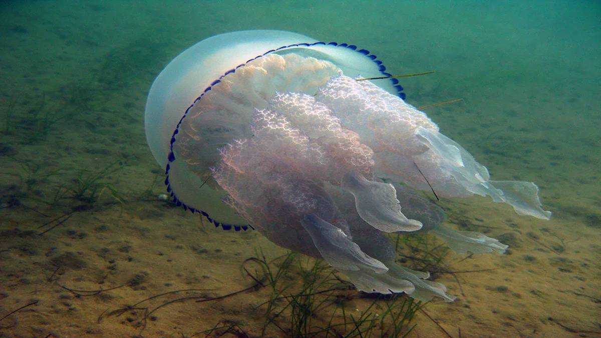 Рыбы черного моря. названия, описания и особенности рыб черного моря