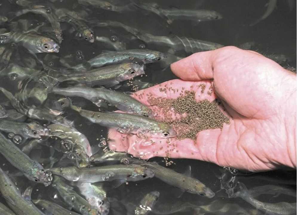 Как разводить форель в домашних условиях, видео — пруд для форели