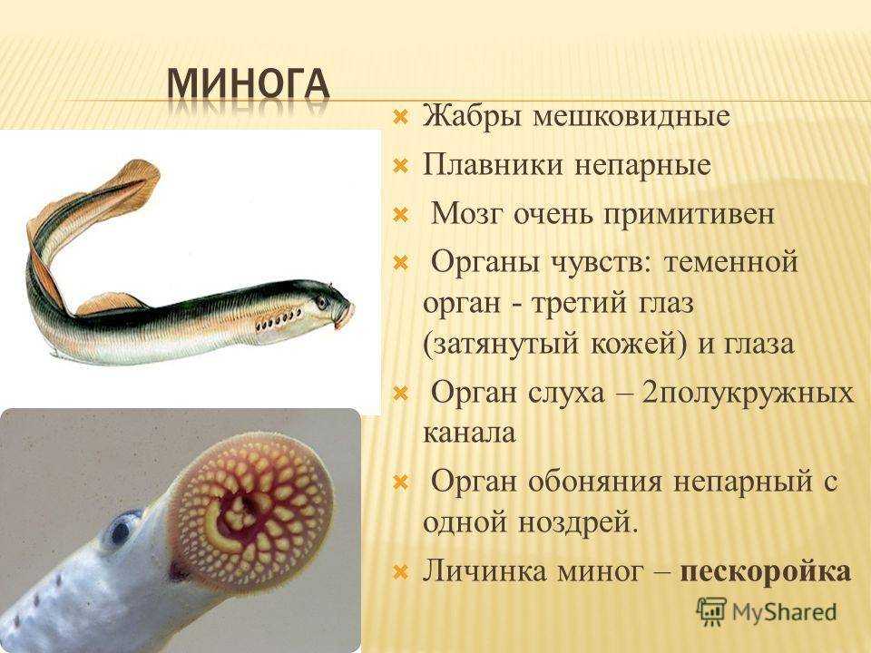 Минога рыба. образ жизни и среда обитания миноги | животный мир