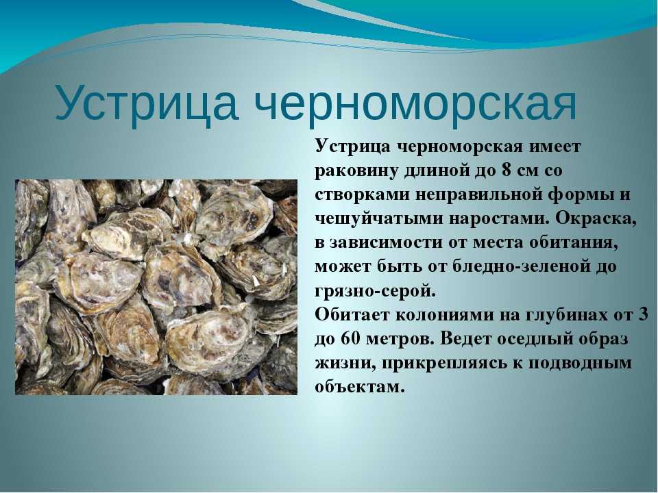 Как правильно есть устрицы, чем их запивают | moydoms.ru