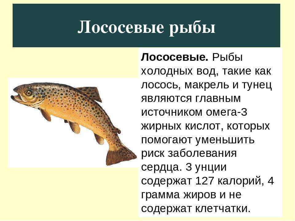 Лосось - полезные и опасные свойства лосося