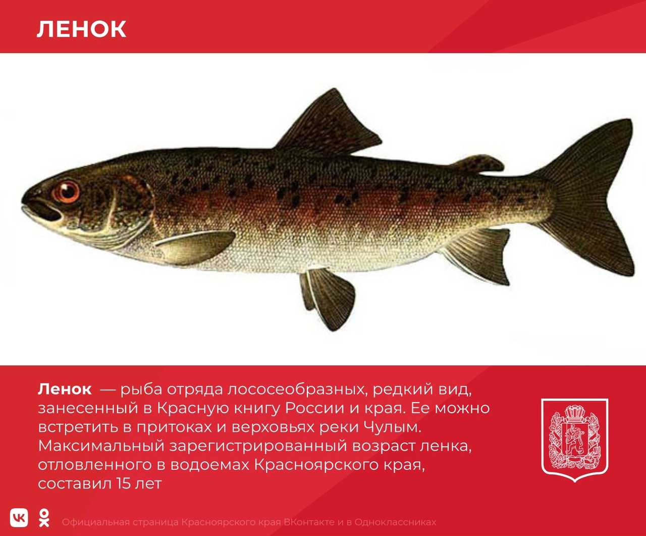 Польза лососевых рыб для здоровья человека