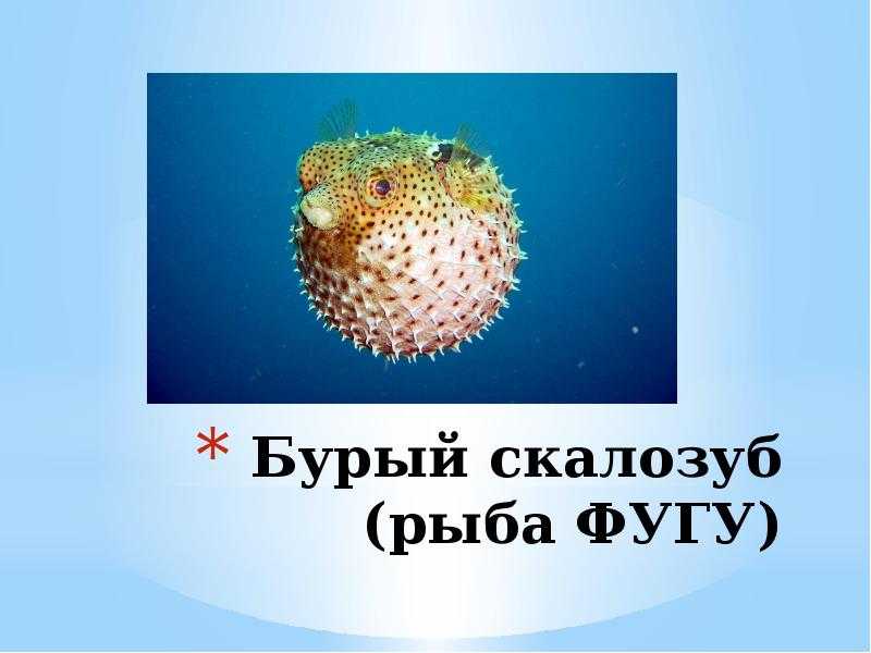 Рыба фугу. почему ее так любят японцы?! как правильно ее приготовить?