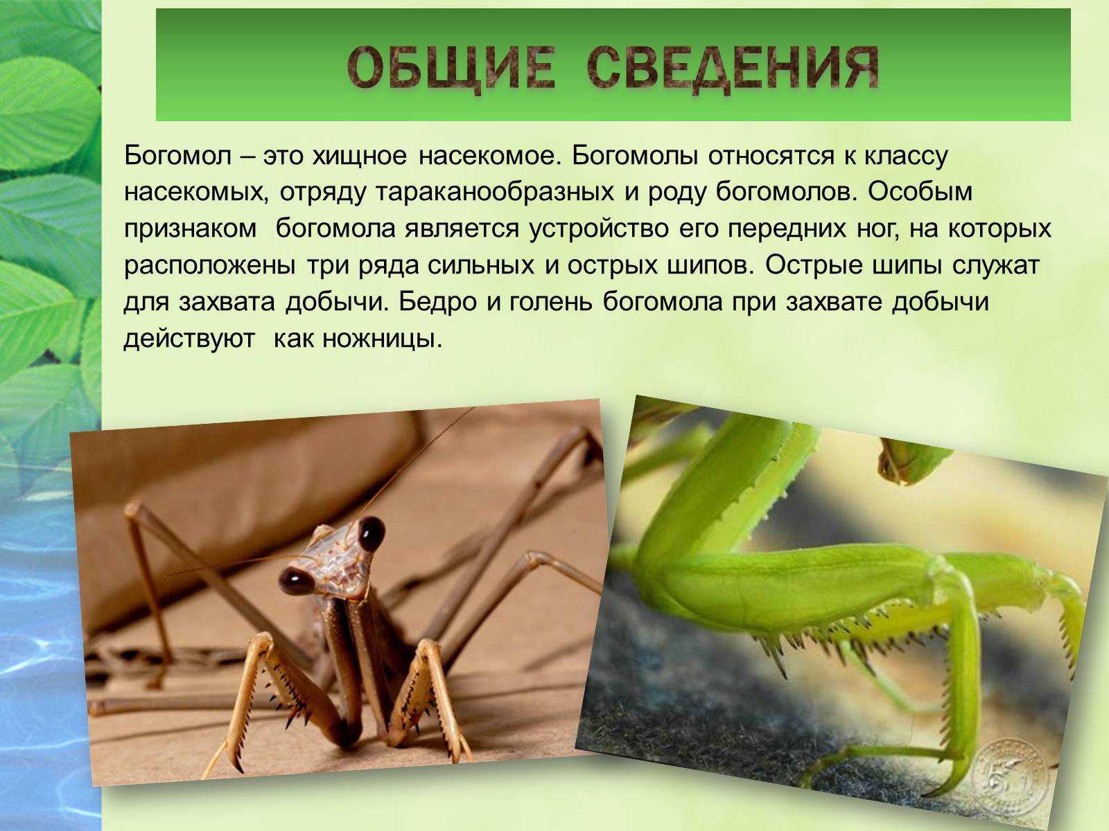 Класс ракообразные