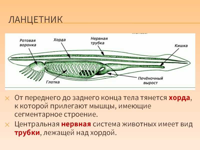 Особенности самого многочисленного класса типа хордовые