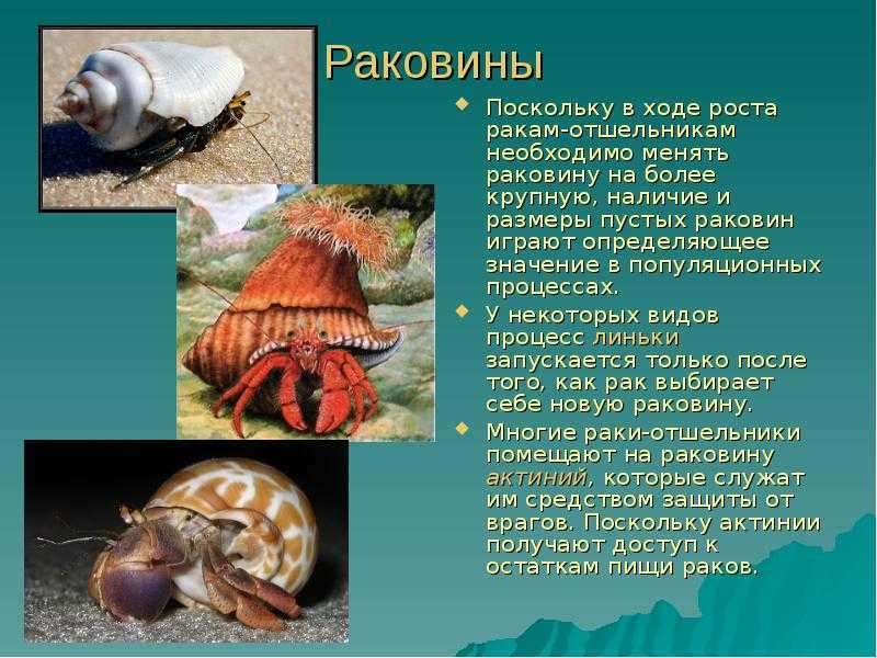 Он доставит вам много позитива – рак отшельник |