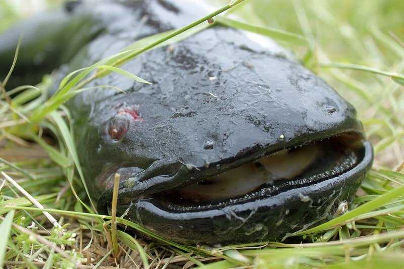 Можно ли есть мясо сома