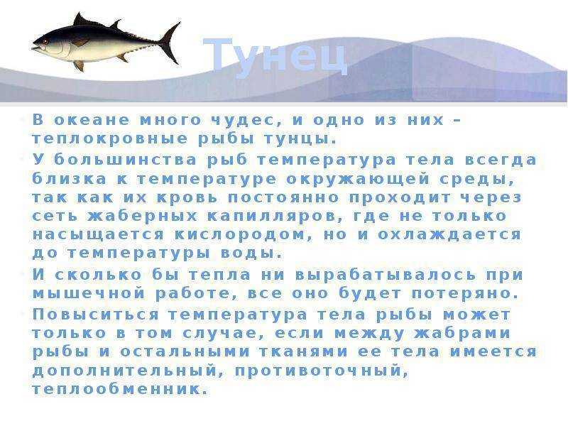 Тунец (80 фото) - описание рыбы, размеры, какого цвета, где обитает