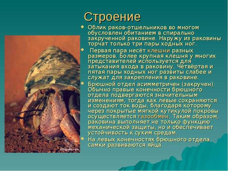 11 фактов о крабах-отшельниках об этих крутых ракообразных - язнаю