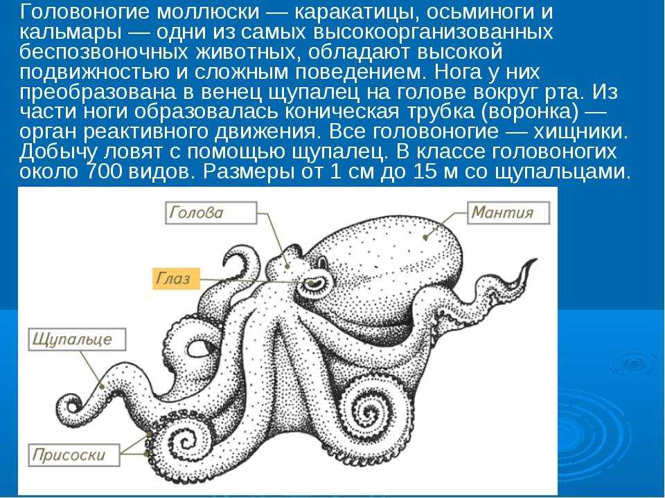 Осьминог: польза и вред для здоровья | food and health