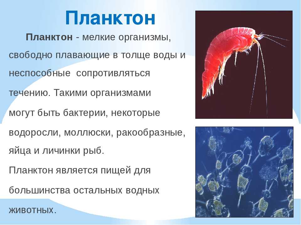 Краб камчатский - энциклопедия ракообразных