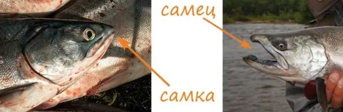 Как отличить самку горбуши от самца?