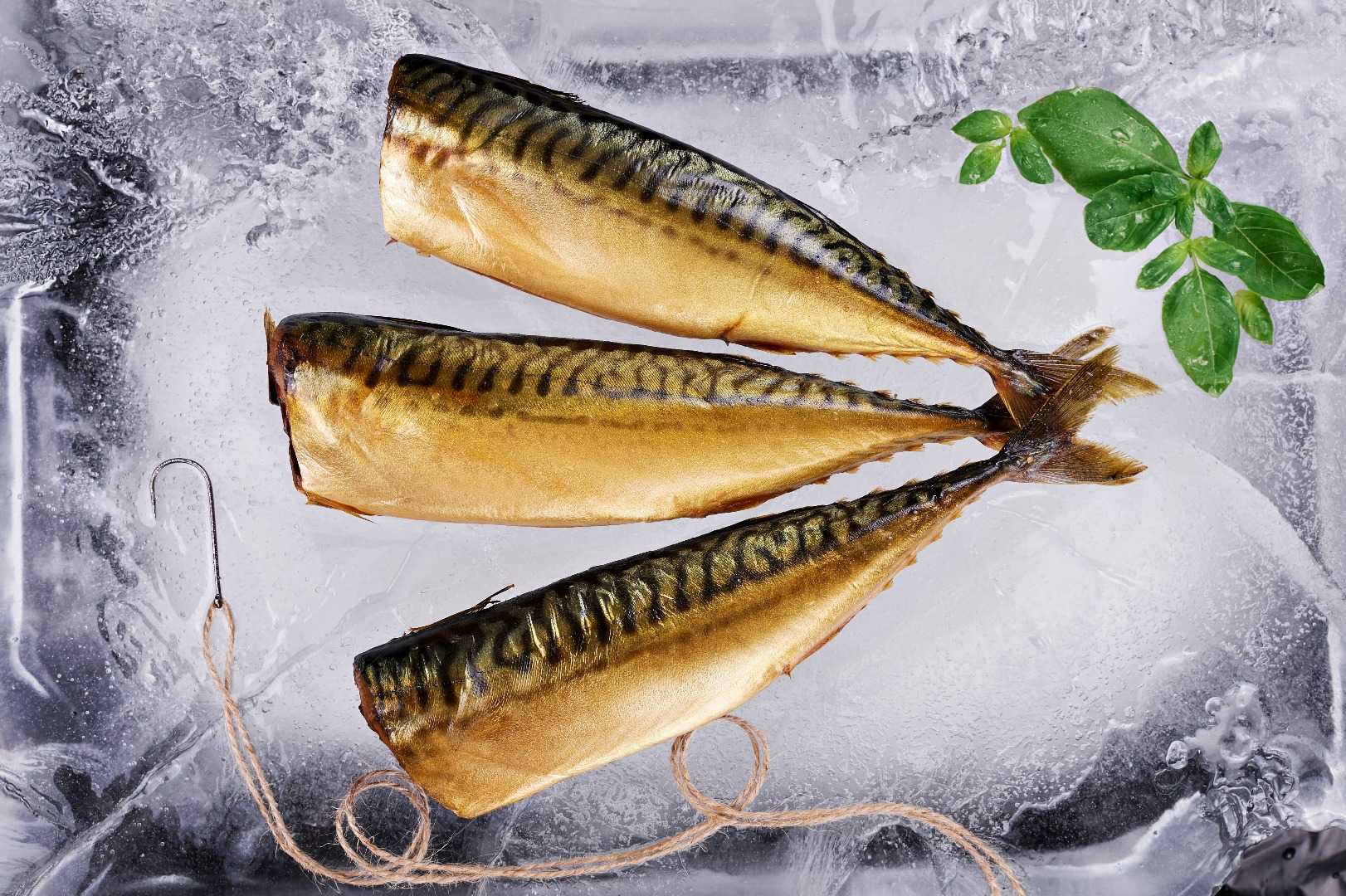 Скумбрия (рыба) – описание, фото, польза, виды, где водится