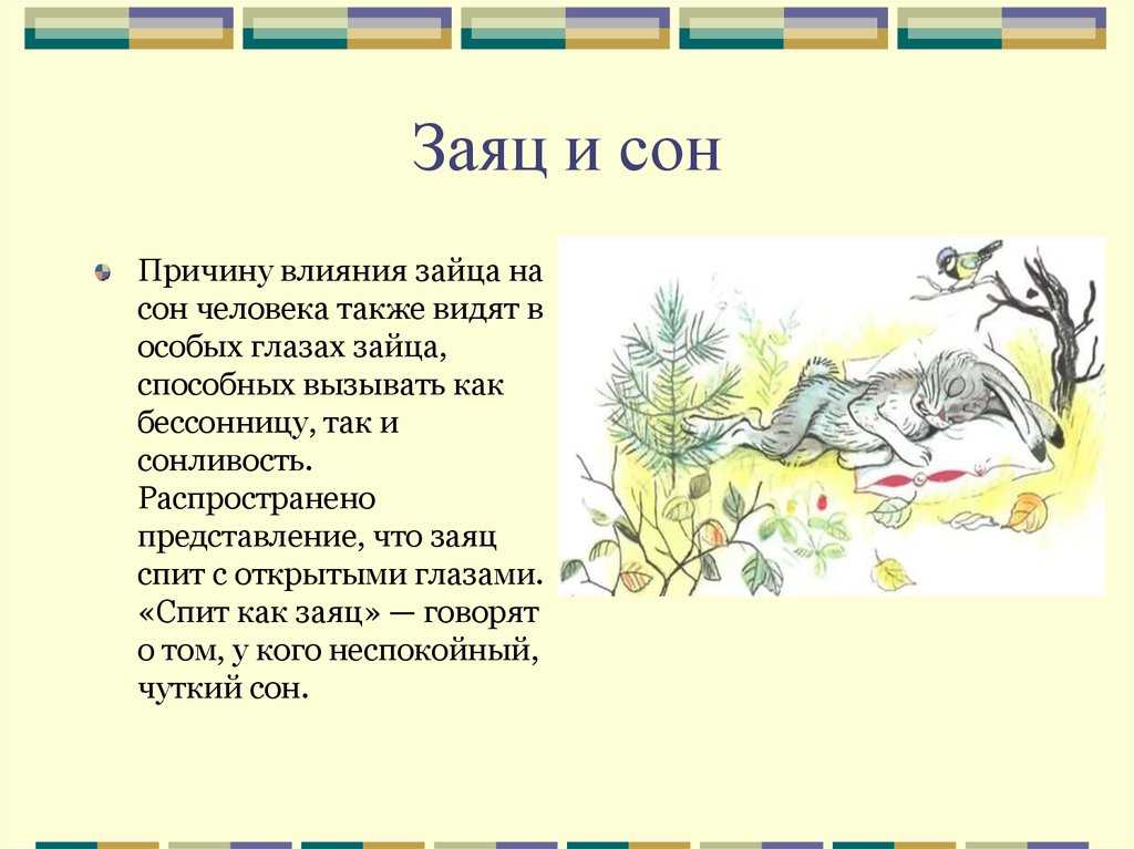 Толкование сна про кроликов: к чему они снятся