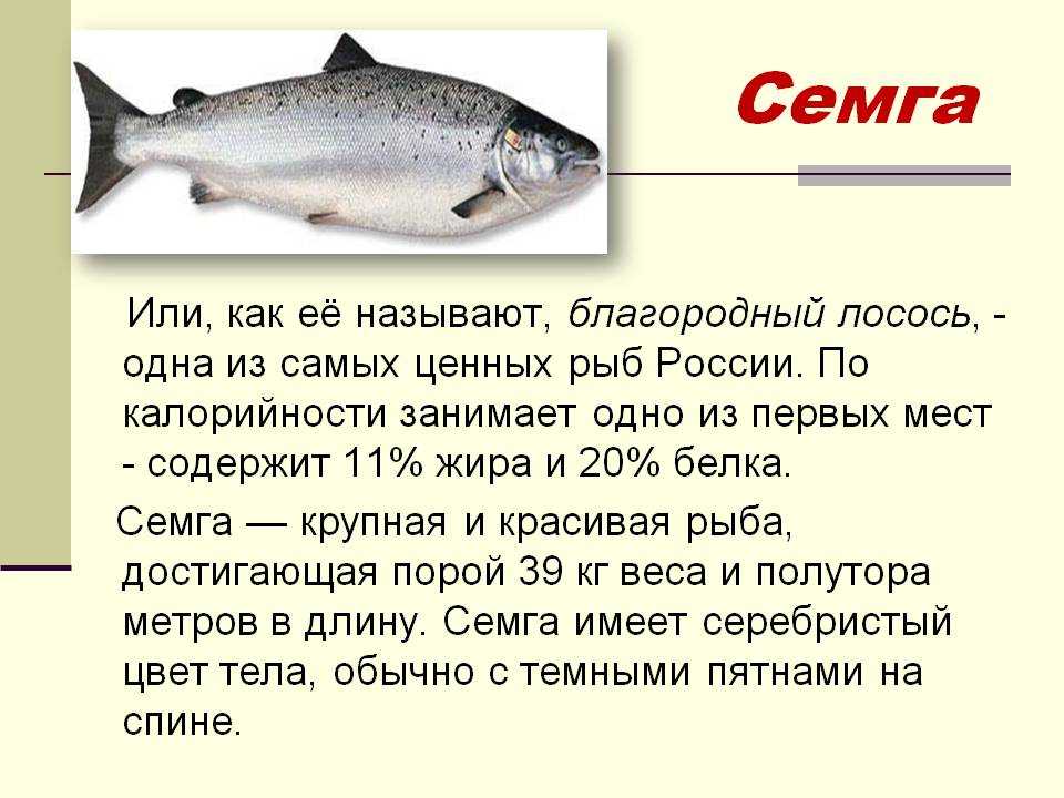 Горбуша: польза и вред для организма