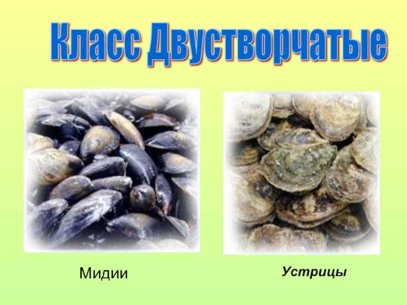 Мидии и устрицы в чем разница