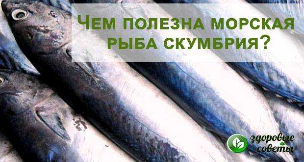 Полезные свойства скумбрии, химический состав, вредные свойства скумбрии, правила ее выбора и хранения.
