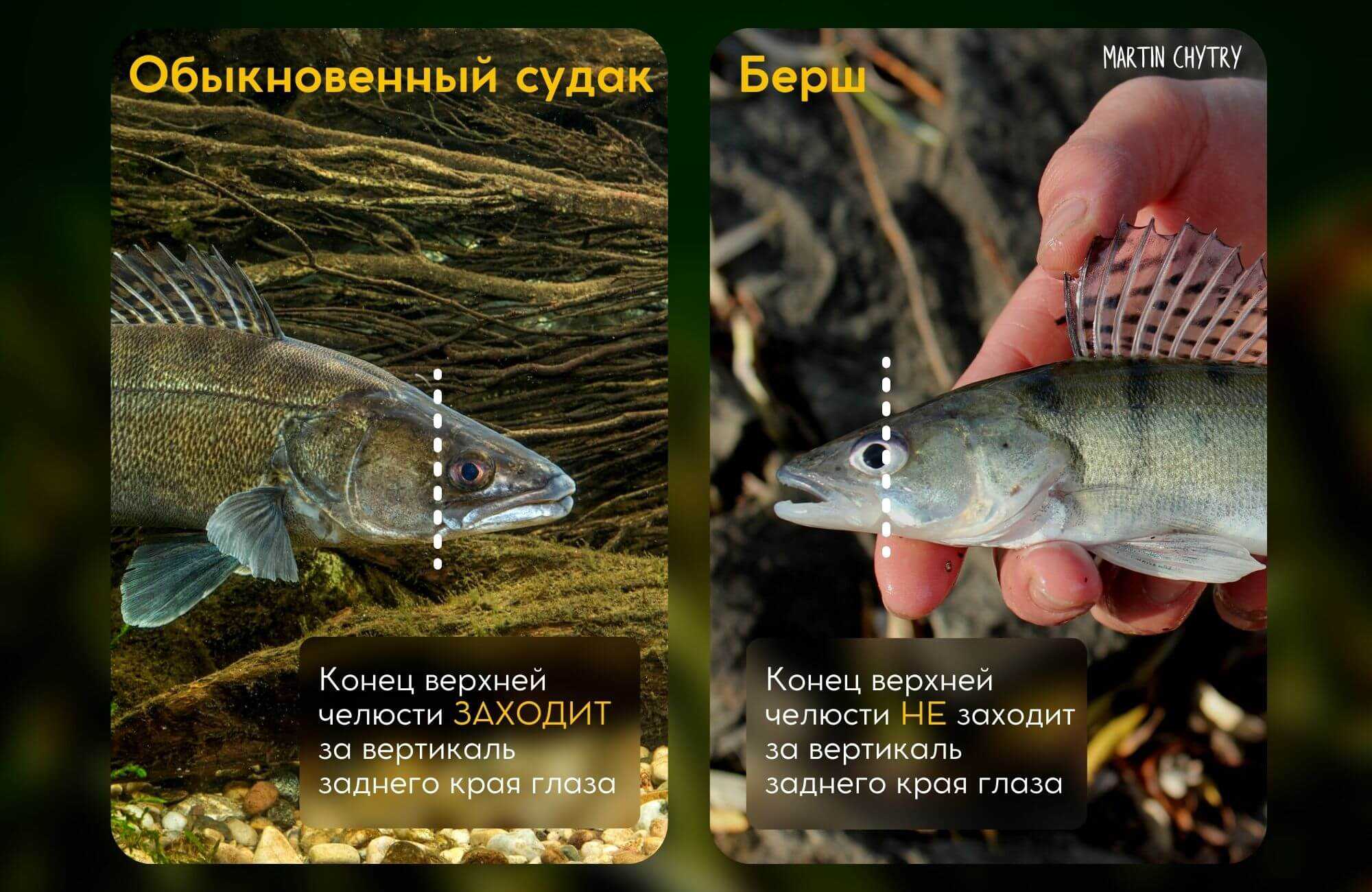 Рыба берш: описание, отличие от судака, рецепты приготовления