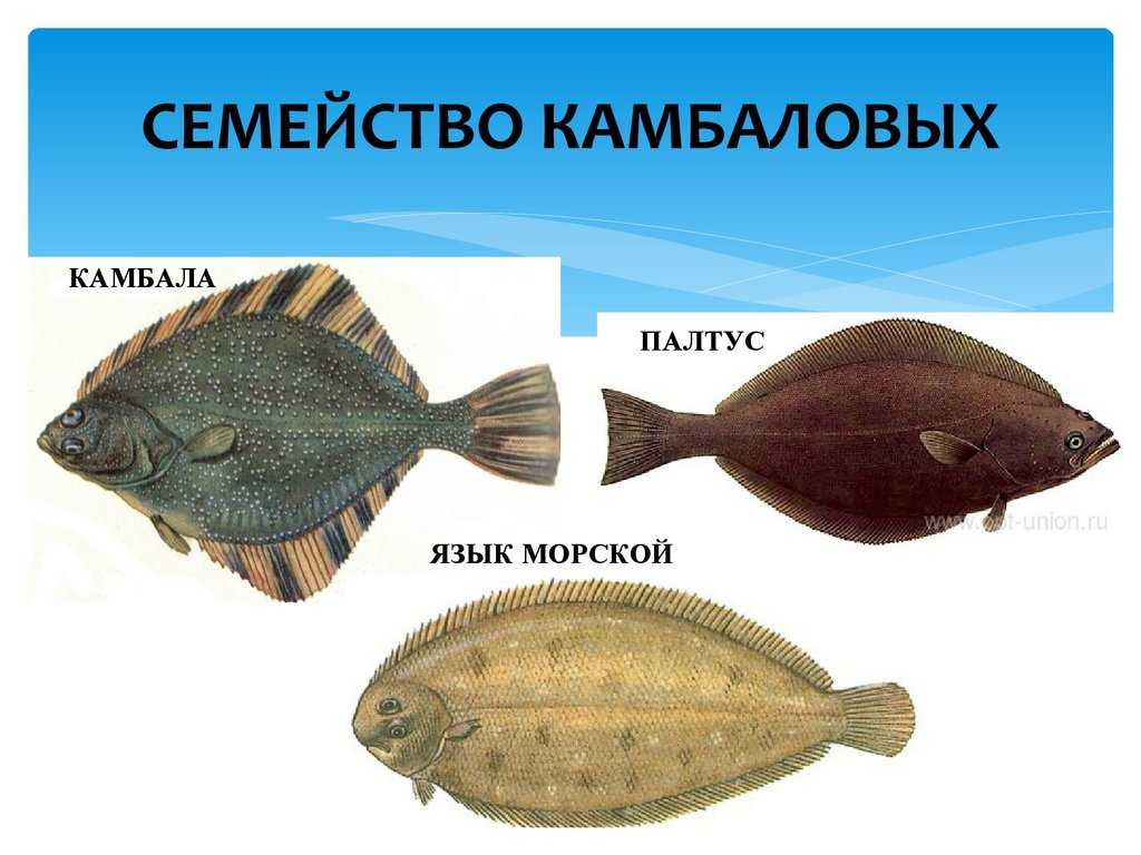 Ерш