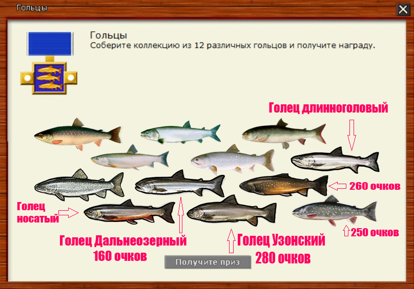 Рыба голец: характеристика вида и где обитает, польза и вред от употребления, способы приготовления