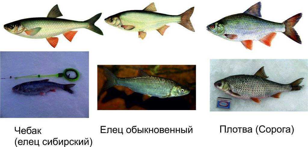 Плотва — описание и фото