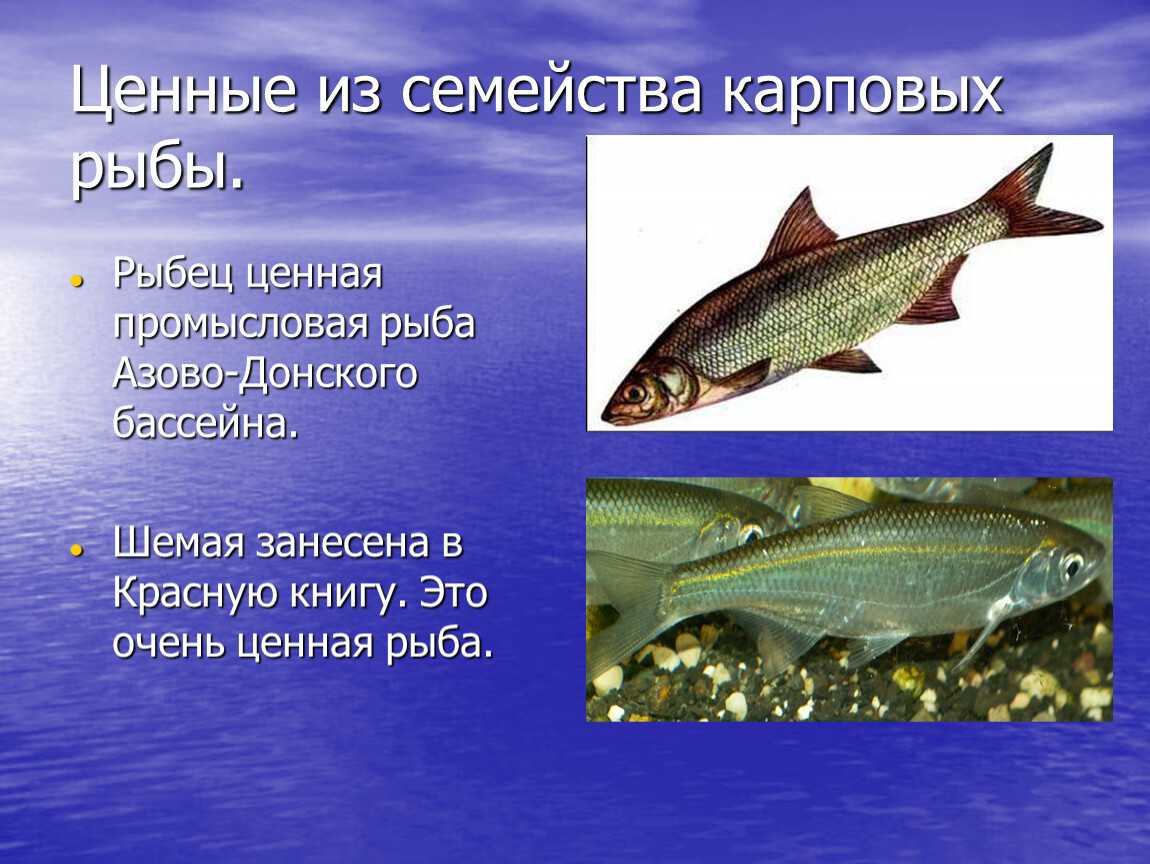 Рыба: проблемная и прибыльная