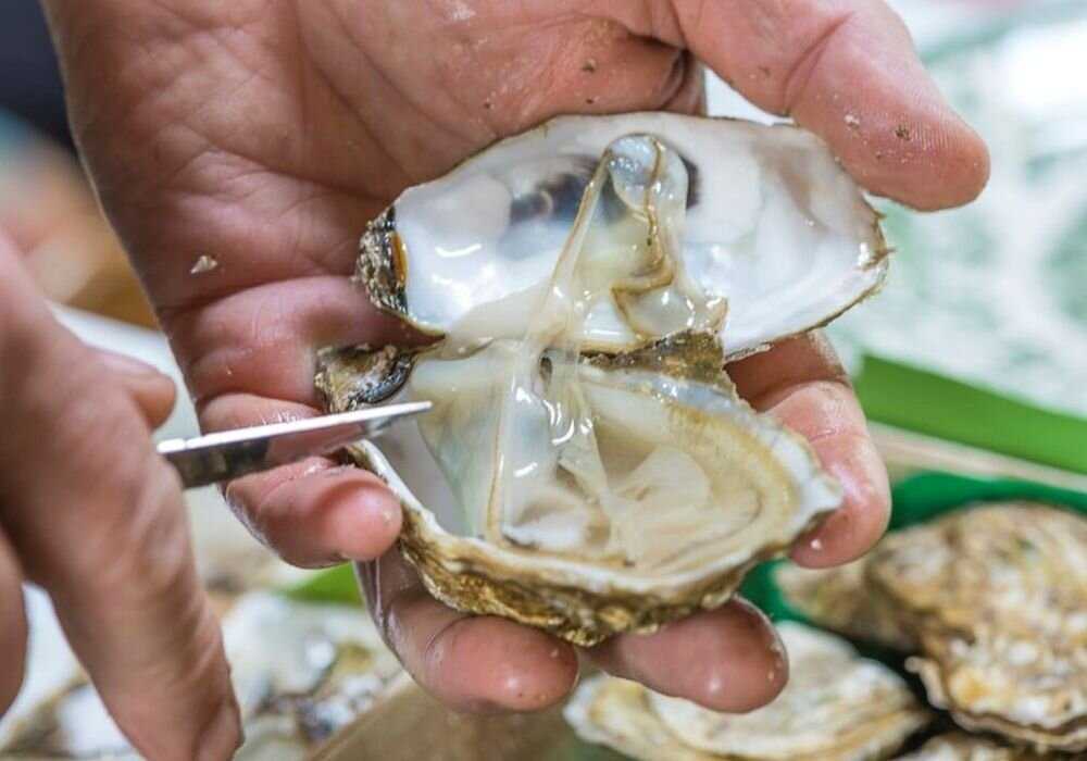 Как едят устриц