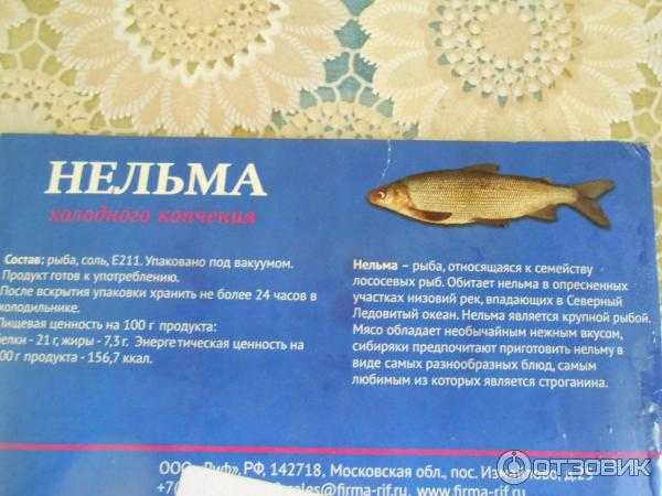 Нельма, или белорыбица (лат. stenodus leucichthys nelma) – рыба из рода сиговых, семейства лососевых » конкретно.ru - новостной портал.