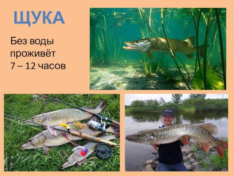 Щука рыба. образ жизни и среда обитания щуки | животный мир